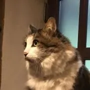 なむの画像