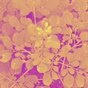 刀 鍔 赤銅 江戸時代 末期 骨董 侍 戦国 124g - メルカリ