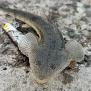 ぽんた