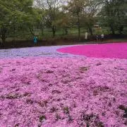 linacosanの画像