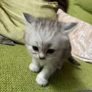まりりんの画像