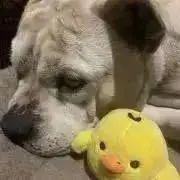 いちくんの画像