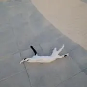 sotaの画像