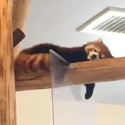 Dの画像