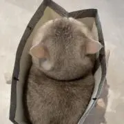 雪の画像