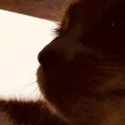 あついのきらい
