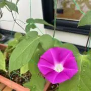 PIKOの画像