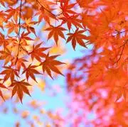 Akiの画像