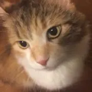 にゃんの画像