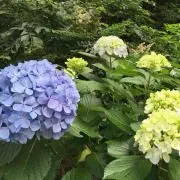 柴わんこの画像