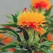 greenの画像
