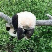poohの画像