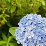 あじさいの画像