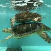 にこの画像