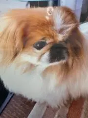 ちょびんの画像