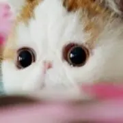 ニーエの画像