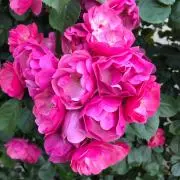 ぴーすけ ＊プロフィールをお読みくださいの画像