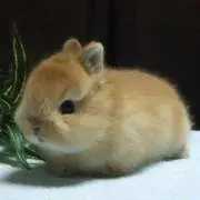 みに茶  プロフ必読お願いします¸¸♬