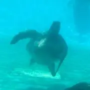 海亀の画像