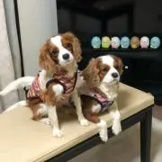 ろからん