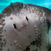 さかな