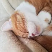 ターヤの画像