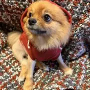 ムーの画像