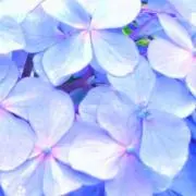 花の画像