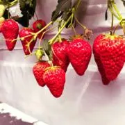 kana.の画像