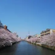warabiの画像