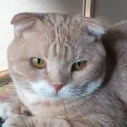 ゆずの画像