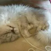 すみえ