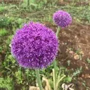 夢バブの画像