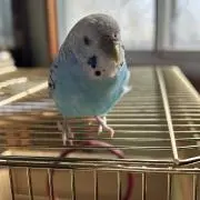森林キムチの画像