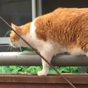 あやぼんの画像