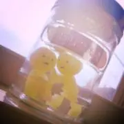 櫻柴の画像