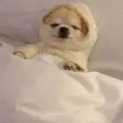 ベリーちゃん
