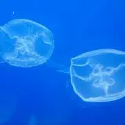 イェェェェェェイ!!の画像