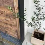 ま！