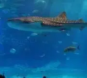 NAGISAの画像