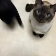 tani-kun
