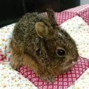 かっとびぱんちの画像