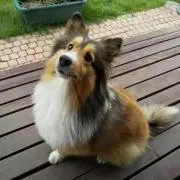 ショコラ
