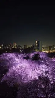 ゆき