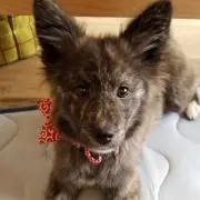 まこ