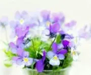 sumire.の画像