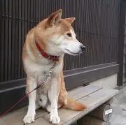 ビーバーの画像