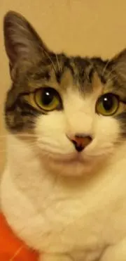 mimiの画像