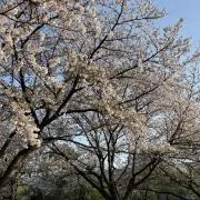 Lia440の画像