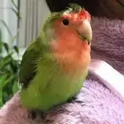 べにやまだの画像